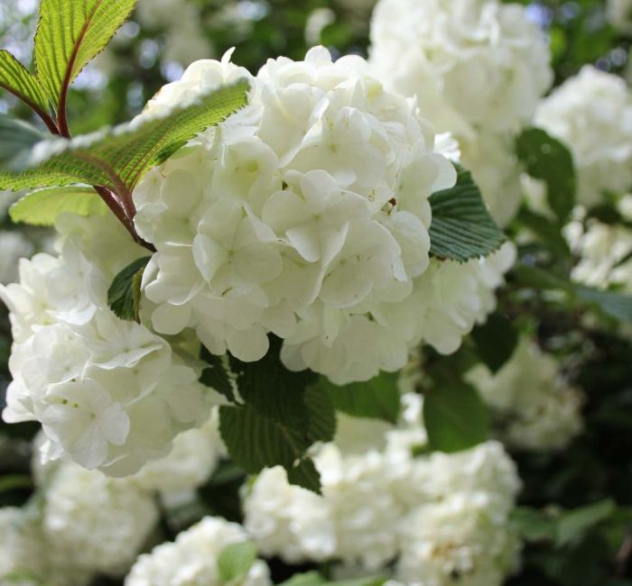 sustainable living blog - gardening RHS Chelsea Flower Show