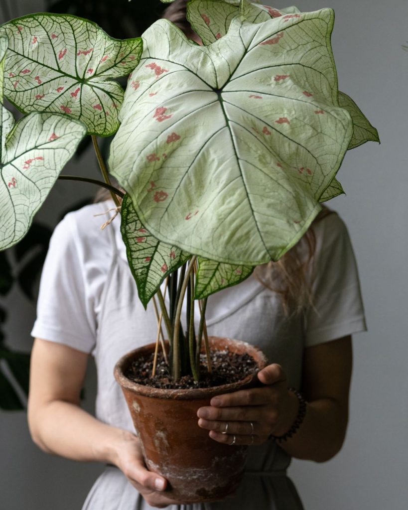How To Keep Your Houseplants Happy This Winter